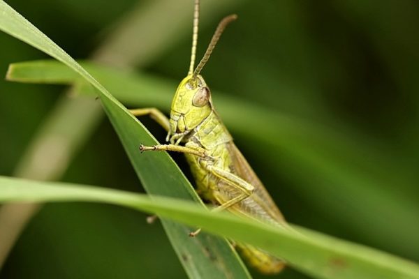 grasshopper-2497947_960_720