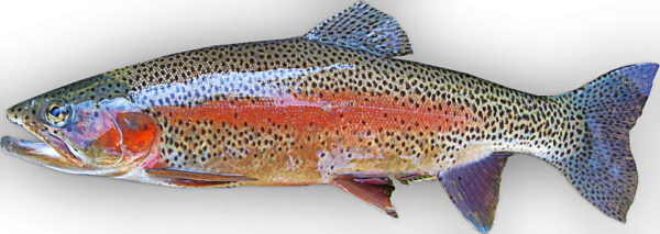 rainbow-trout-2350400_960_720