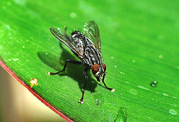800px-House_fly-for blog